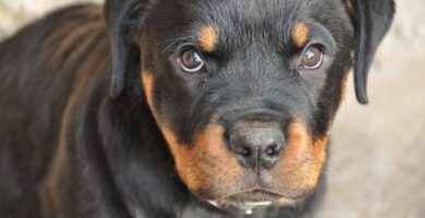 Rottweiler pentun hoito