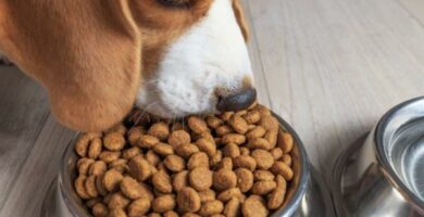 Ruoka koirille joilla on munuaisten vajaatoiminta