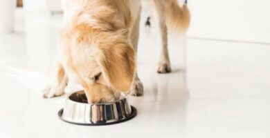 Ruoka leishmaniaasia sairastaville koirille