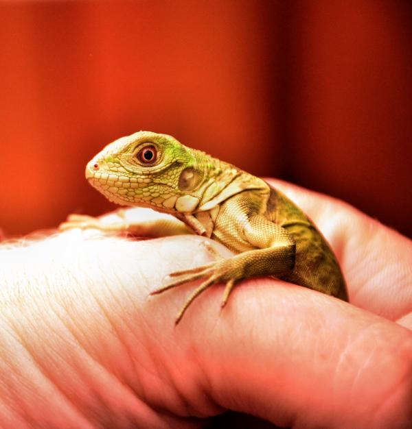 Ruoka vauvojen iguaaneille