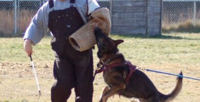 Schutzhund koiran koulutus