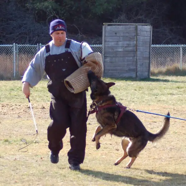 Schutzhund koiran koulutus