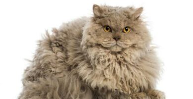 Selkirk rex kissa