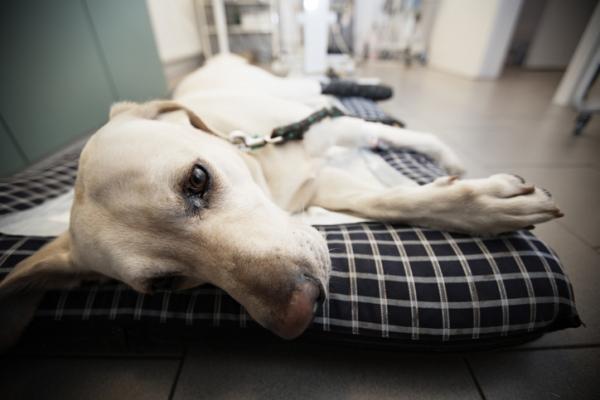 Septicemia koirilla oireet hoito ja tartunta