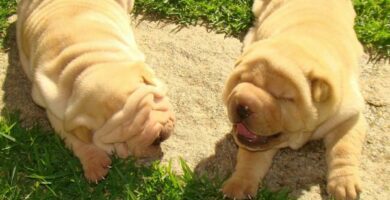 Shar Pein kuume