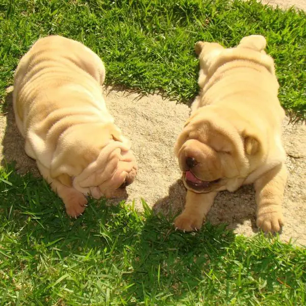 Shar Pein kuume