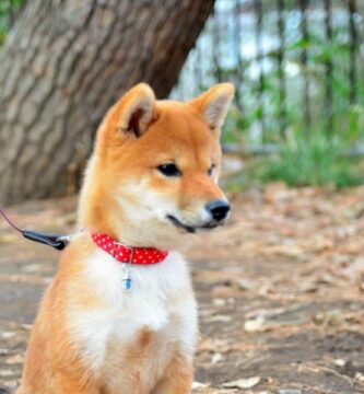 Shiba inu hiustenlahto