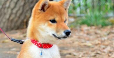 Shiba inu hiustenlahto