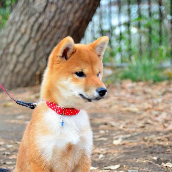 Shiba inu hiustenlahto