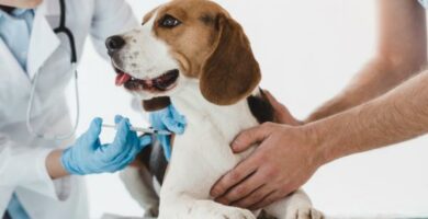 Simetidiini koirille annostus kaytto ja sivuvaikutukset