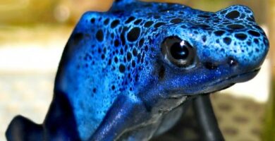 Sininen nuoli sammakko