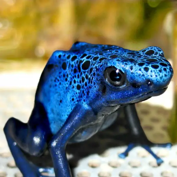 Sininen nuoli sammakko
