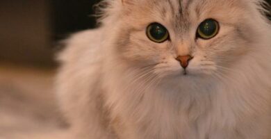 Stomatiitti kissoilla oireet ja hoito