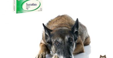 Sukralfaatti koirilla annostus kaytto ja vasta aiheet