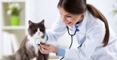 Sydamen vajaatoiminta kissoilla syyt oireet ja hoito
