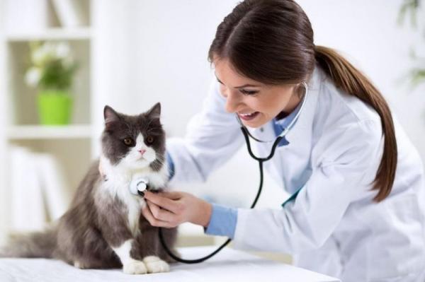 Sydamen vajaatoiminta kissoilla syyt oireet ja hoito