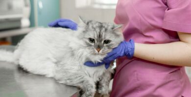 Sydanmato kissoilla oireet ja hoito