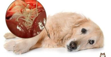 Sydanmato koirilla oireet hoito ja ehkaisy