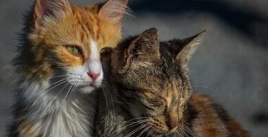 Syopa kissoilla tyypit oireet ja hoito