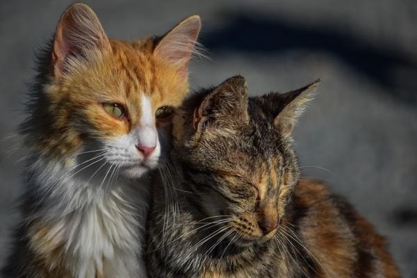 Syopa kissoilla tyypit oireet ja hoito