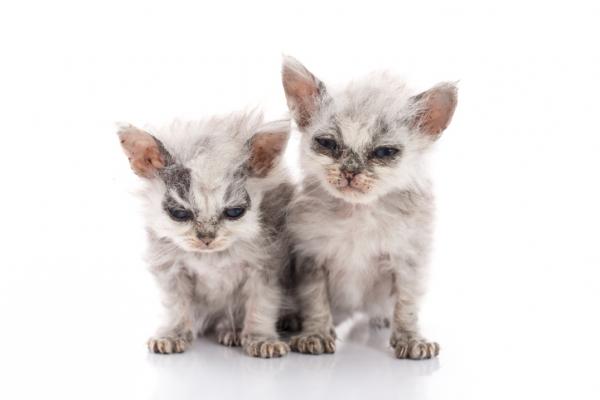 Syyhy kissoilla Oireet hoito ja tartunta