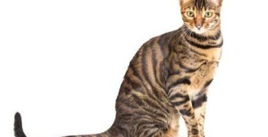 Toyger kissa