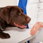 Tramadoli koirille annostus kaytto ja sivuvaikutukset