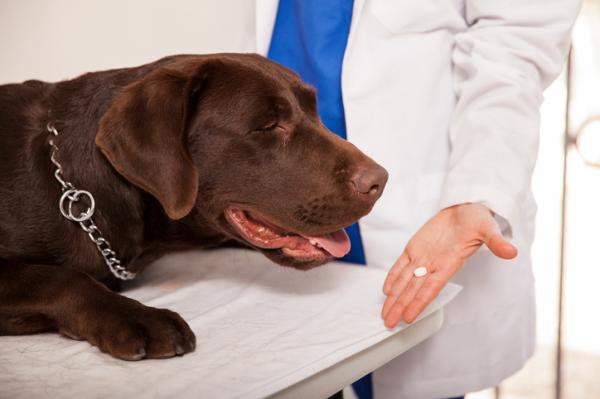 Tramadoli koirille annostus kaytto ja sivuvaikutukset