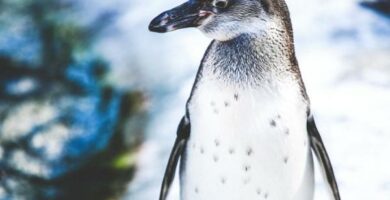 Uhanalaiset pingviinit