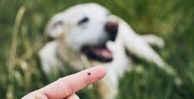 Ulkoiset loiset koirilla Tyypit ja valvonta