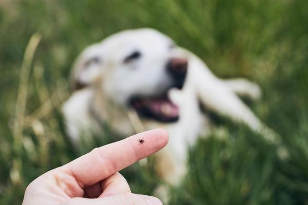 Ulkoiset loiset koirilla Tyypit ja valvonta