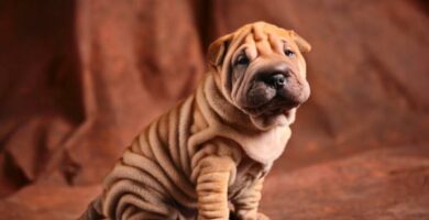 Uros ja naaraspuolisten shar pei koirien nimet