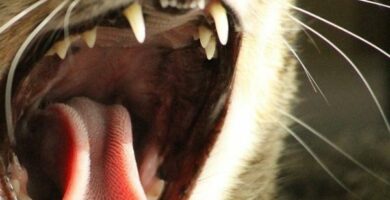 Vaiheittainen hampaiden hygienia kissoille