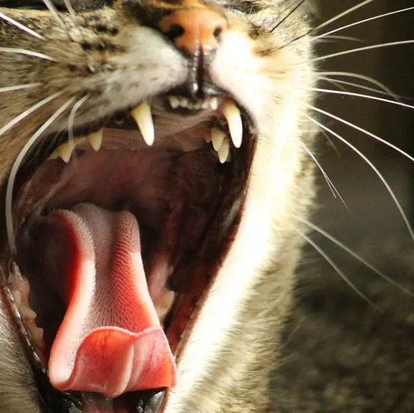Vaiheittainen hampaiden hygienia kissoille