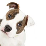 Vestibulaarinen oireyhtyma koirilla oireet ja hoito