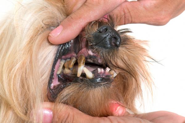 Vinkkeja hammaskiven poistamiseen koirilla