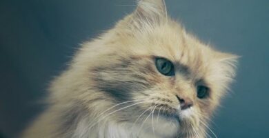 Vinkkeja kissan immuunijarjestelman vahvistamiseen