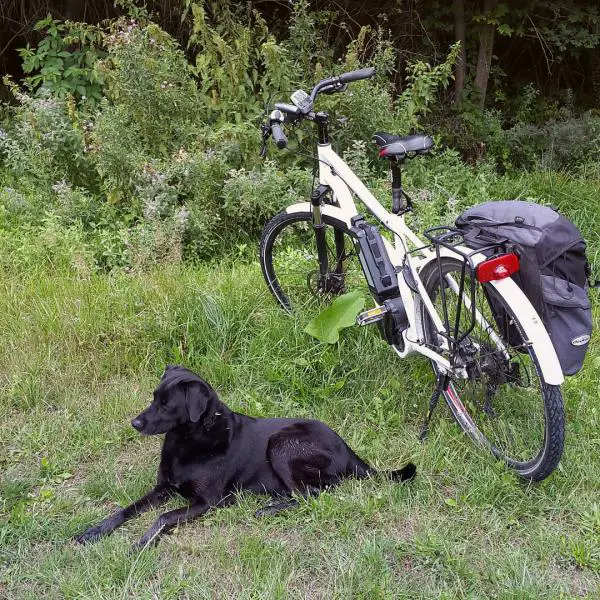 Vinkkeja koiran kuljettamiseen pyoralla