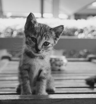 Vinkkeja pienten kissojen hoitoon