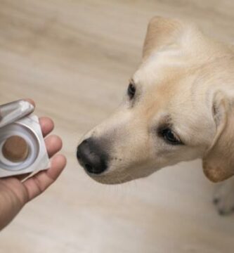 Vitamiinit koirille annostus tyypit ja kayttotavat