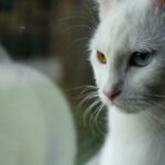 Vitamiinit leukemiaa sairastaville kissoille