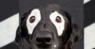 Vitiligo koirilla - oireet, syyt ja hoito 34 Vitiligo koirilla oireet syyt ja hoito