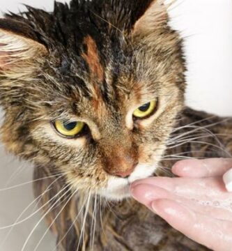 Voitko kayttaa koiran shampoota kissoille