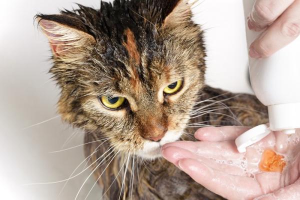 Voitko kayttaa koiran shampoota kissoille