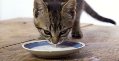 Voivatko kissat juoda maitoa