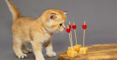Voivatko kissat syoda juustoa