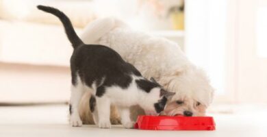 Voivatko kissat syoda koiranruokaa