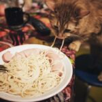 Voivatko kissat syoda pastaa