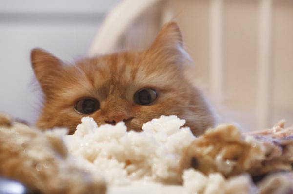 Voivatko kissat syoda riisia