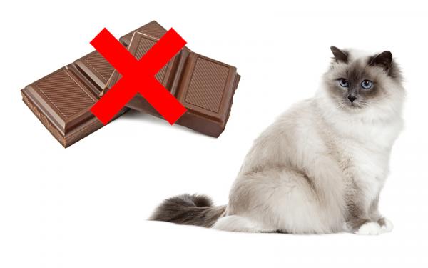 Voivatko kissat syoda suklaata